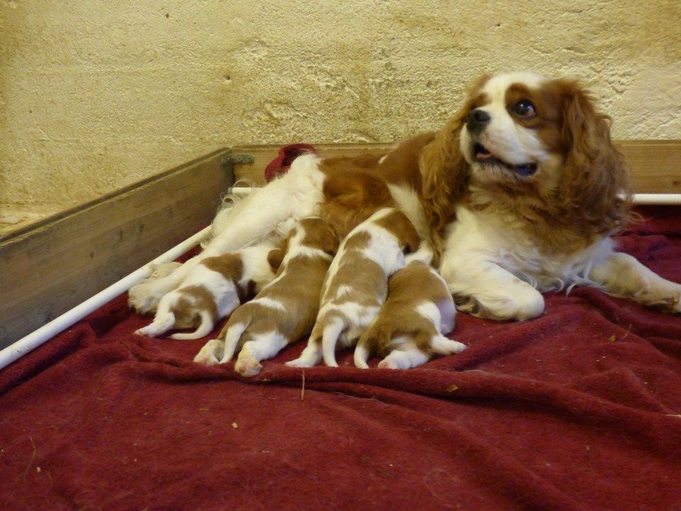 de la passion du poete - Cavalier King Charles Spaniel - Portée née le 17/08/2018