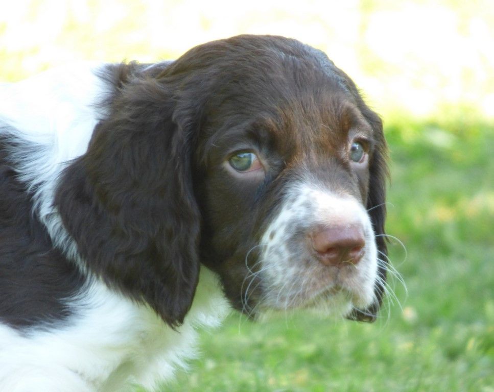 de la passion du poete - Epagneul Français - Portée née le 11/05/2021